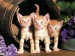 3 rišavé mačiatka.jpg