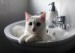 biela mačka v umyvadle.jpg
